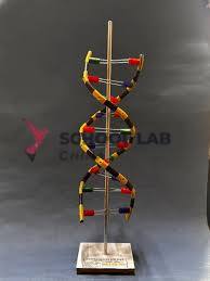 Nucleic Acid Biobits - Pre-Built DNA Helix - 24 Layers